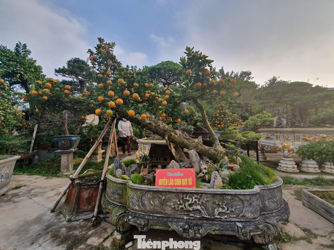 Tùy vào thế gốc cây cần thăng, ông Xuân sẽ sáng tạo các tác phẩm và đặt tên.