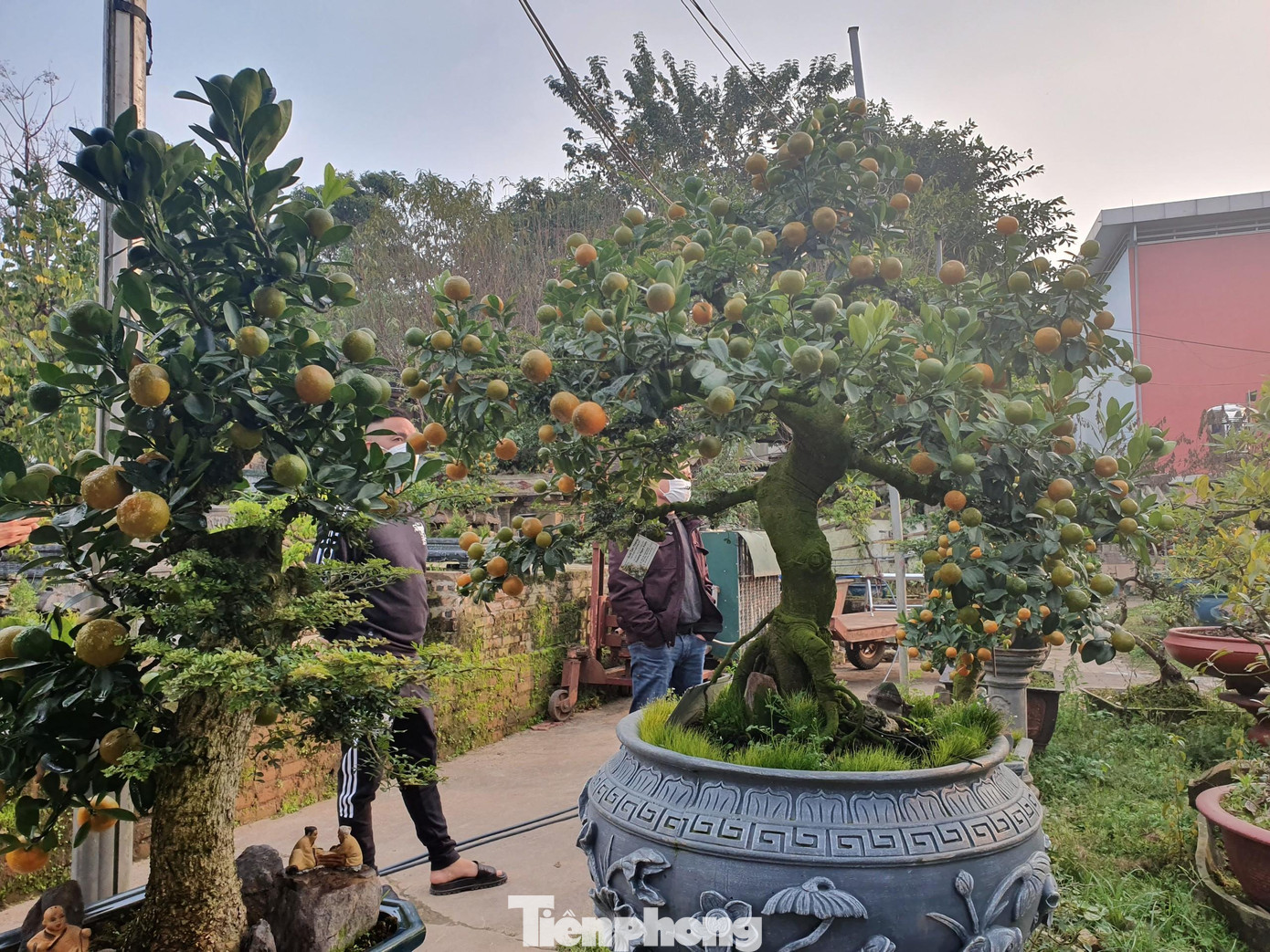 Vườn quất cần thăng của gia đình có doanh thu ước đạt khoảng hơn 1 tỷ đồng