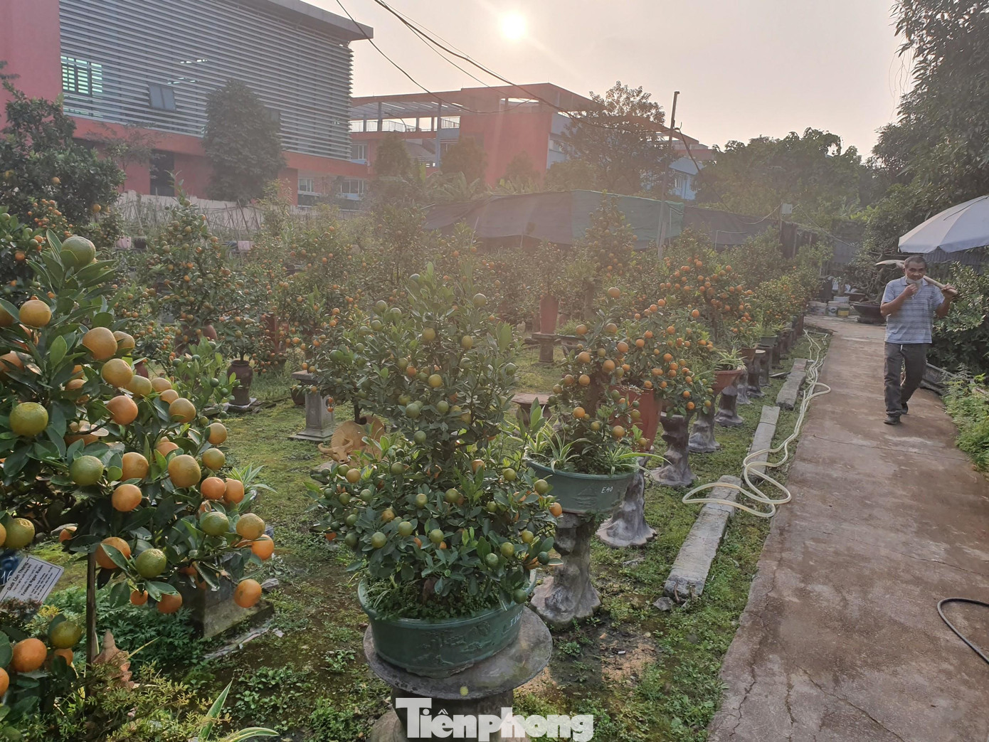 Để phục vụ khách chu đáo, chủ vườn còn sáng tạo nhiều cây nhỏ (có giá từ 2-4 triệu đồng).