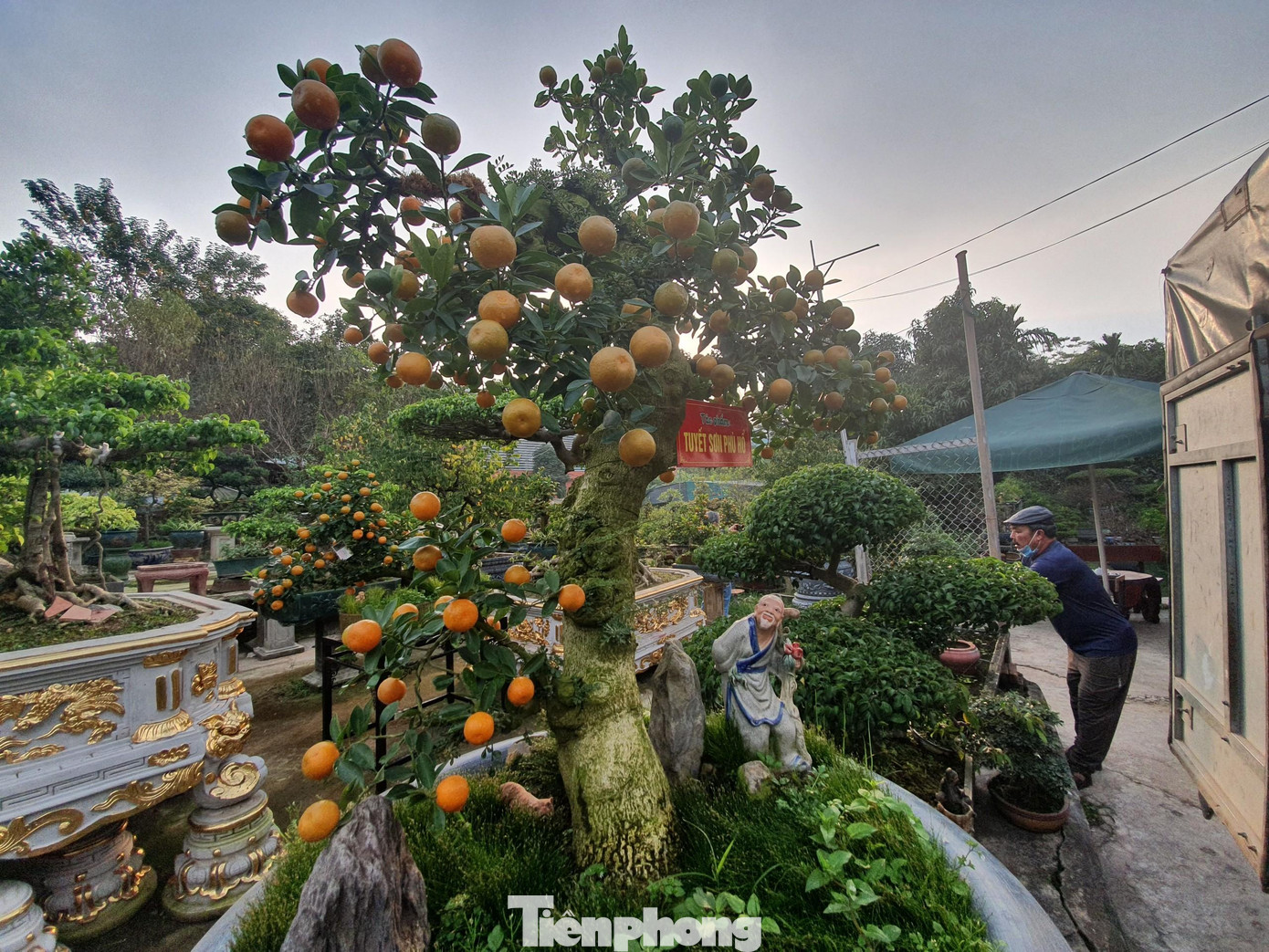 Quất cần thăng có thể chơi được nhiều năm