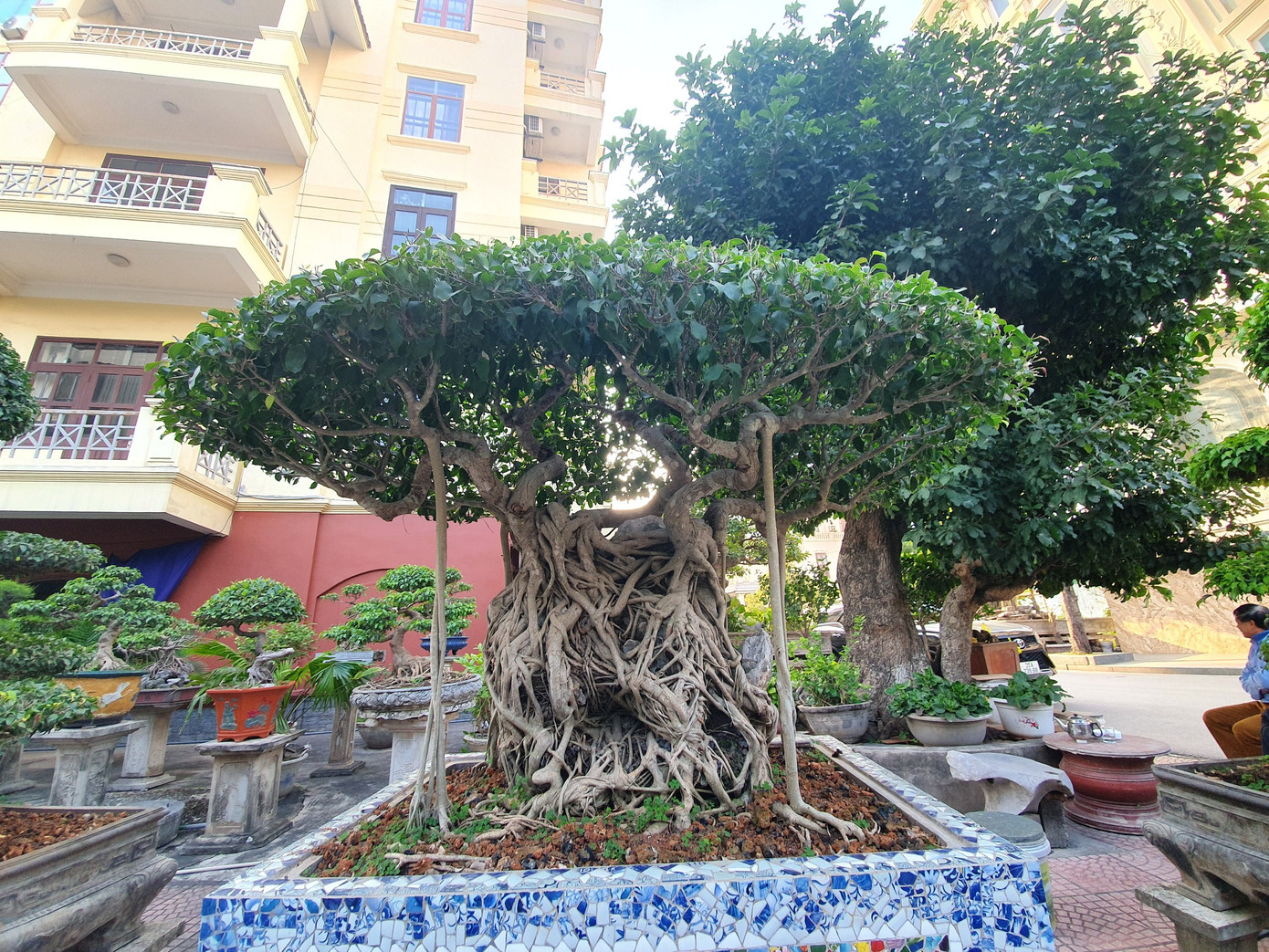 Thế cây quần long