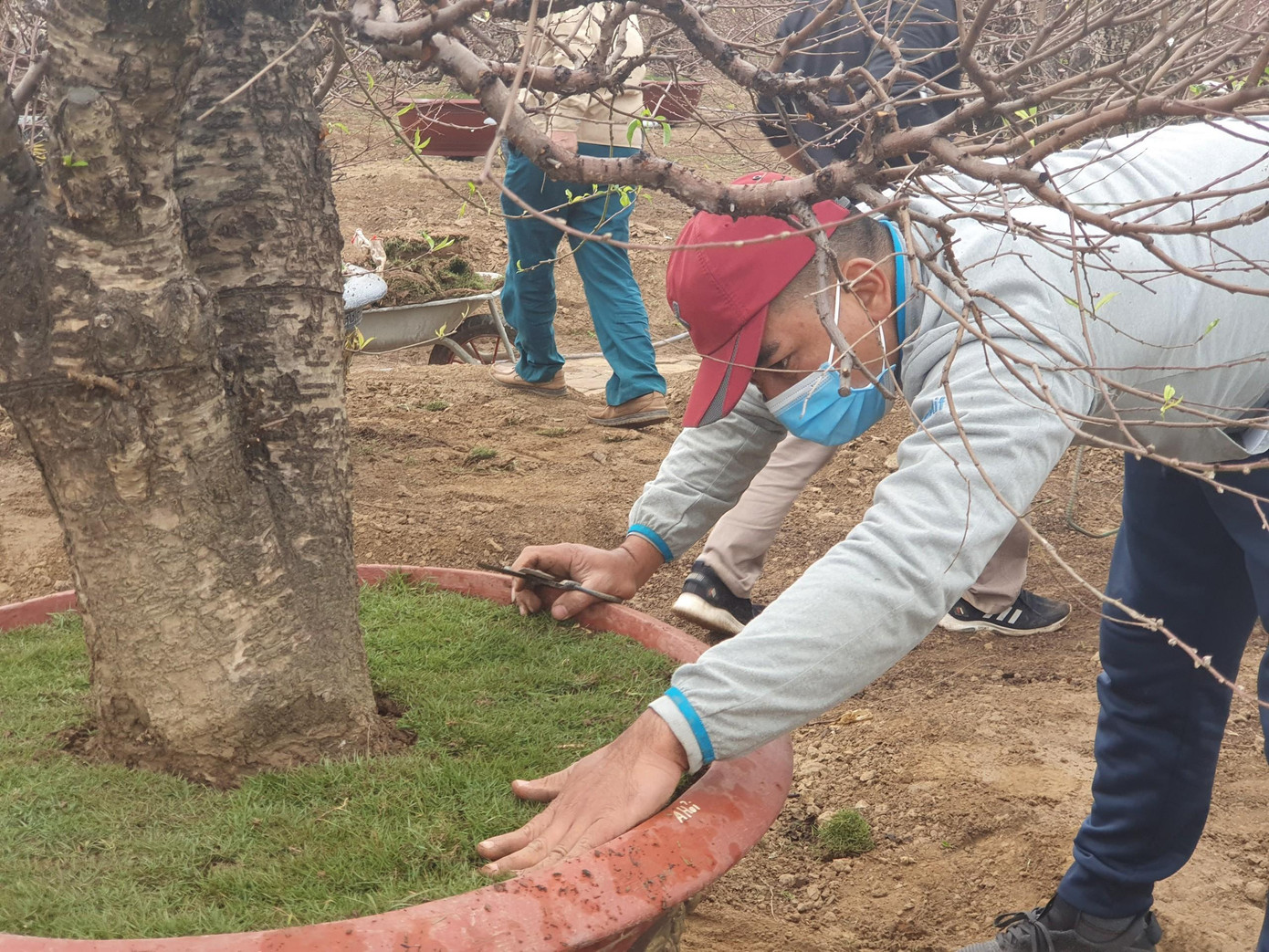 Trang trí cho từng gốc đào Trang trí cho từng gốc đào