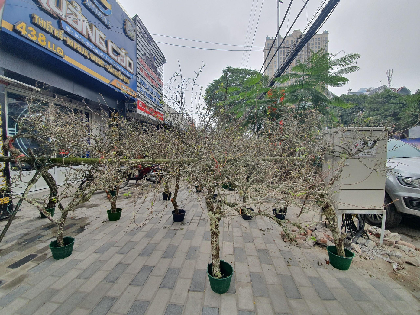 Đào mận rừng xuống phố Hà Nội với giá bán tiền triệu ảnh 1 Đào mận rừng xuống phố Hà Nội với giá bán tiền triệu ảnh 1