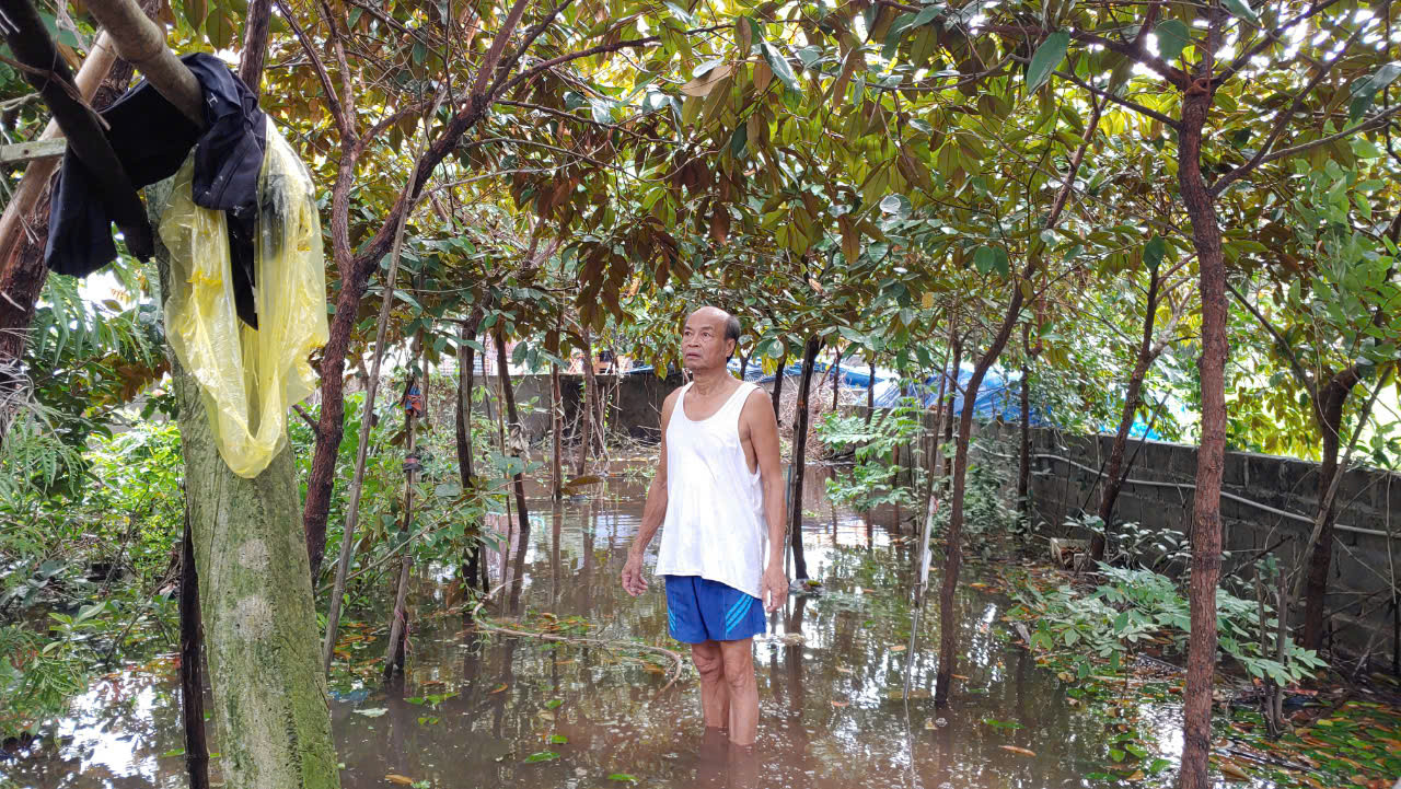 Vườn cây của ông Vũ Đình Động, Xóm 3 xã Ân Hòa bị ngập úng nhiều ngày