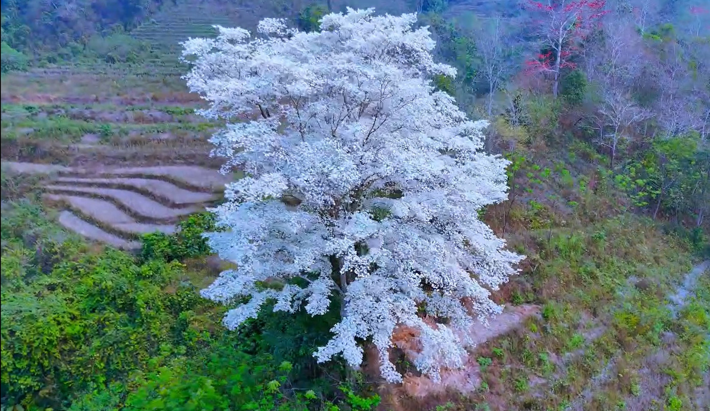Toàn bộ cây nở hoa trắng muốt như băng tuyết, hầu như không có lá.