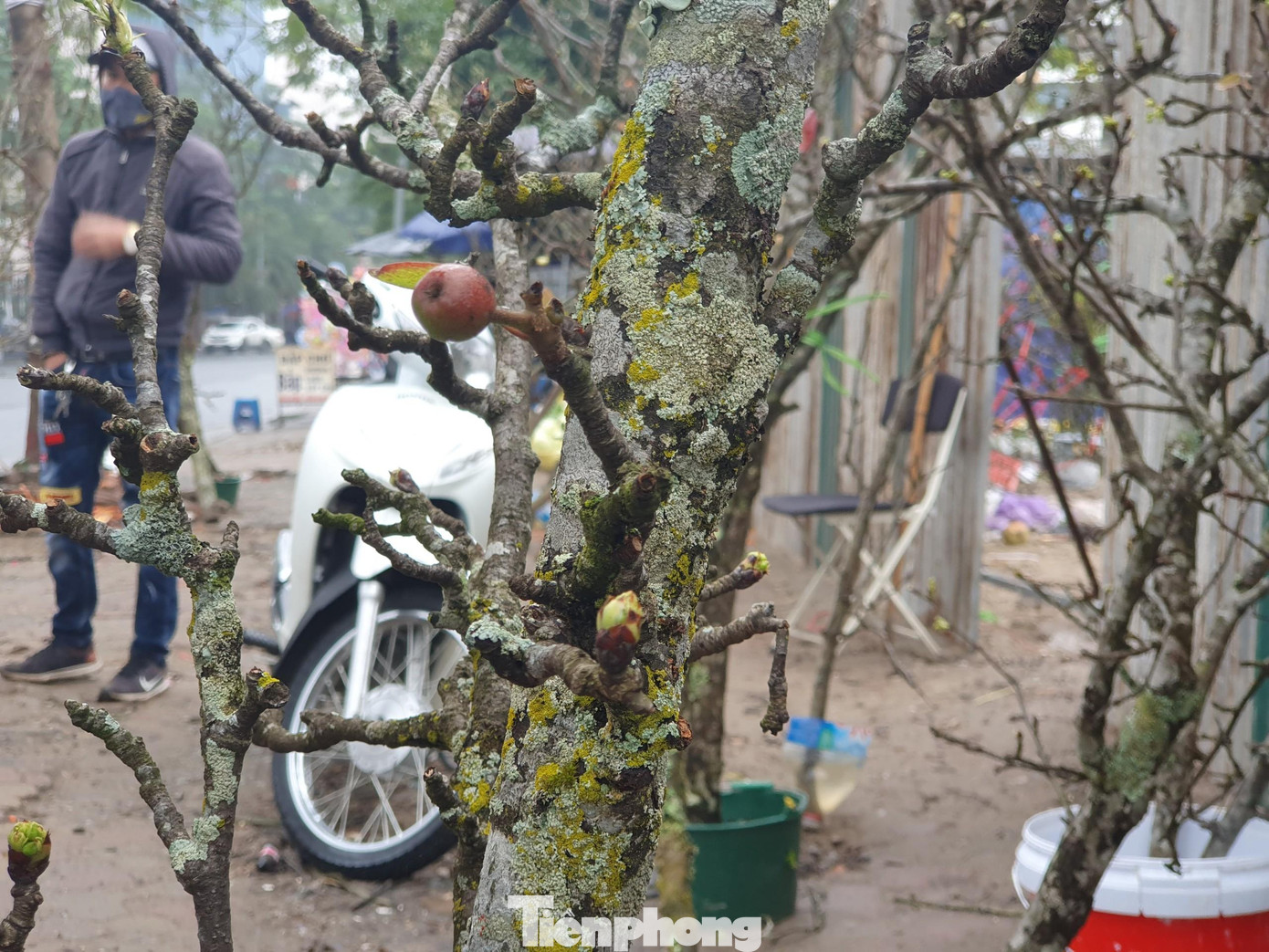 Cây càng già, thân cây mốc xanh, sần sùi, hoa chi chít mọc ra từ những mắt xấu xí thì giá càng cao.