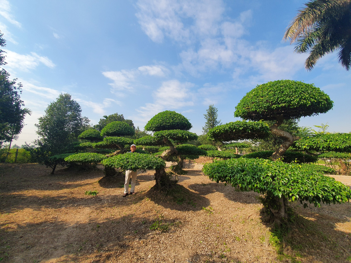 Ai từng đến làng cây cảnh Vị Khê nằm ven sông Hồng thuộc xã Điền Xá (Nam Trực, Nam Định) đều cảm nhận được bầu không khí mát lành tại những nhà vườn. Dọc đường vào làng là những vườn cảnh xanh mướt với đủ loại cây. Cây nào cũng được chăm sóc tỉ mỉ, mang một hình dáng riêng.