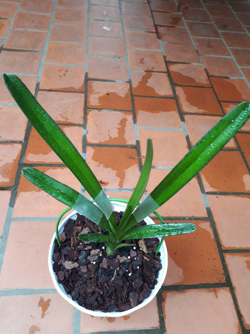 Cây lan kiếm được ông Tấn gửi ông Đoàn Hạnh qua zalo. Cây lan kiếm được ông Tấn gửi ông Đoàn Hạnh qua zalo.