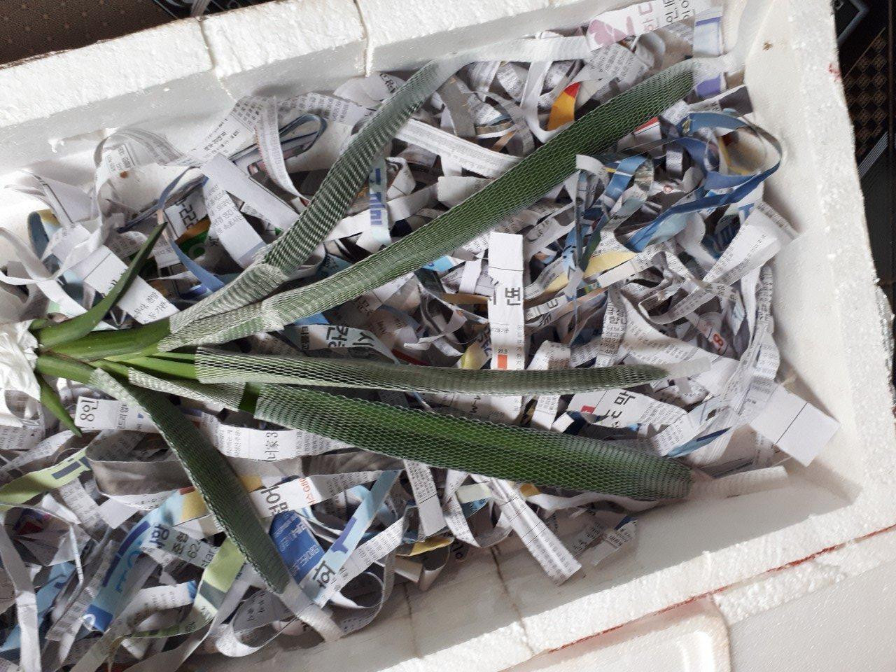 Giò lan ông Hạnh nhận qua đường bưu điện Giò lan ông Hạnh nhận qua đường bưu điện