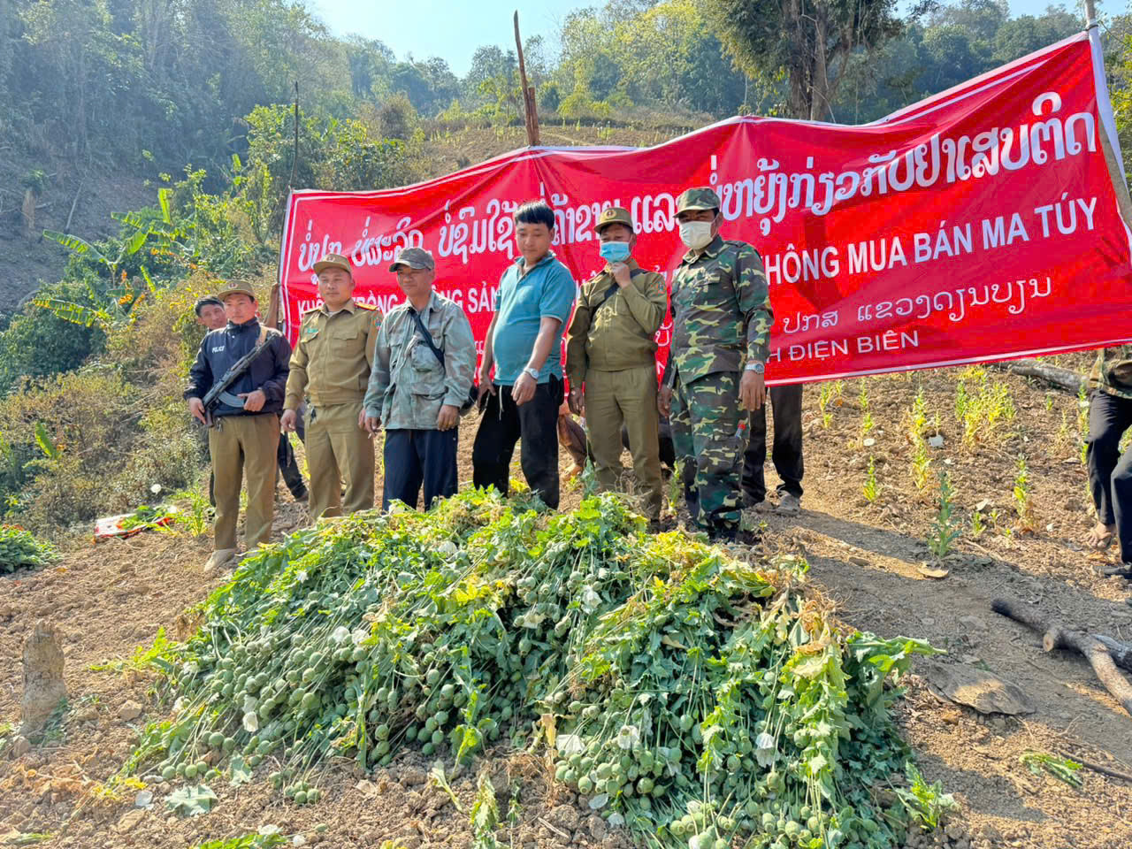 Cây thuốc phiện trồng trái phép bị Công an tỉnh Điện Biên phối hợp Công an Lào phá nhổ. Ảnh Công an Điện Biên