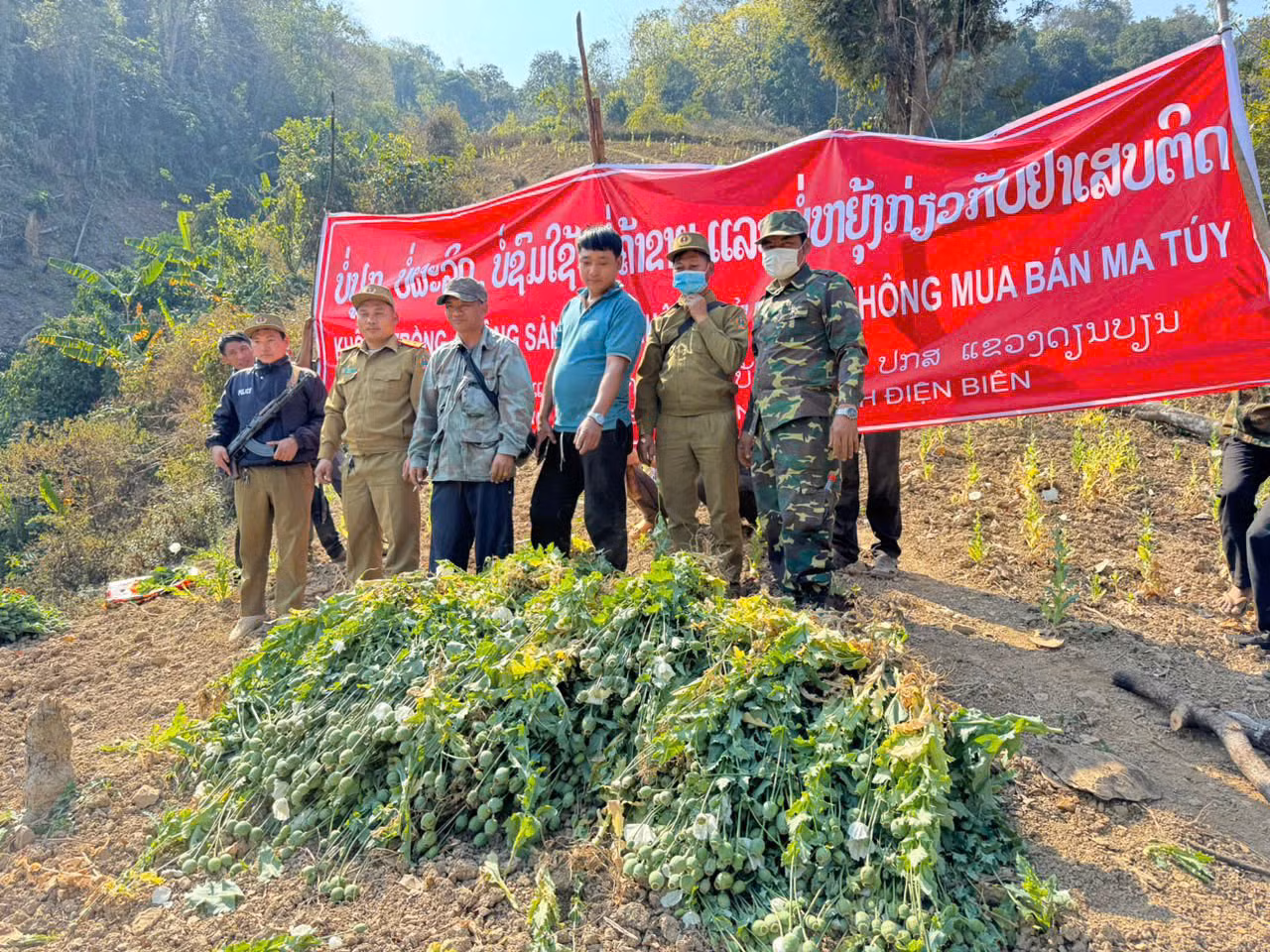 Cây thuốc phiện trồng trái phép bị Công an tỉnh Điện Biên phối hợp Công an Lào phá nhổ. Ảnh Công an Điện Biên Cây thuốc phiện trồng trái phép bị Công an tỉnh Điện Biên phối hợp Công an Lào phá nhổ. Ảnh Công an Điện Biên