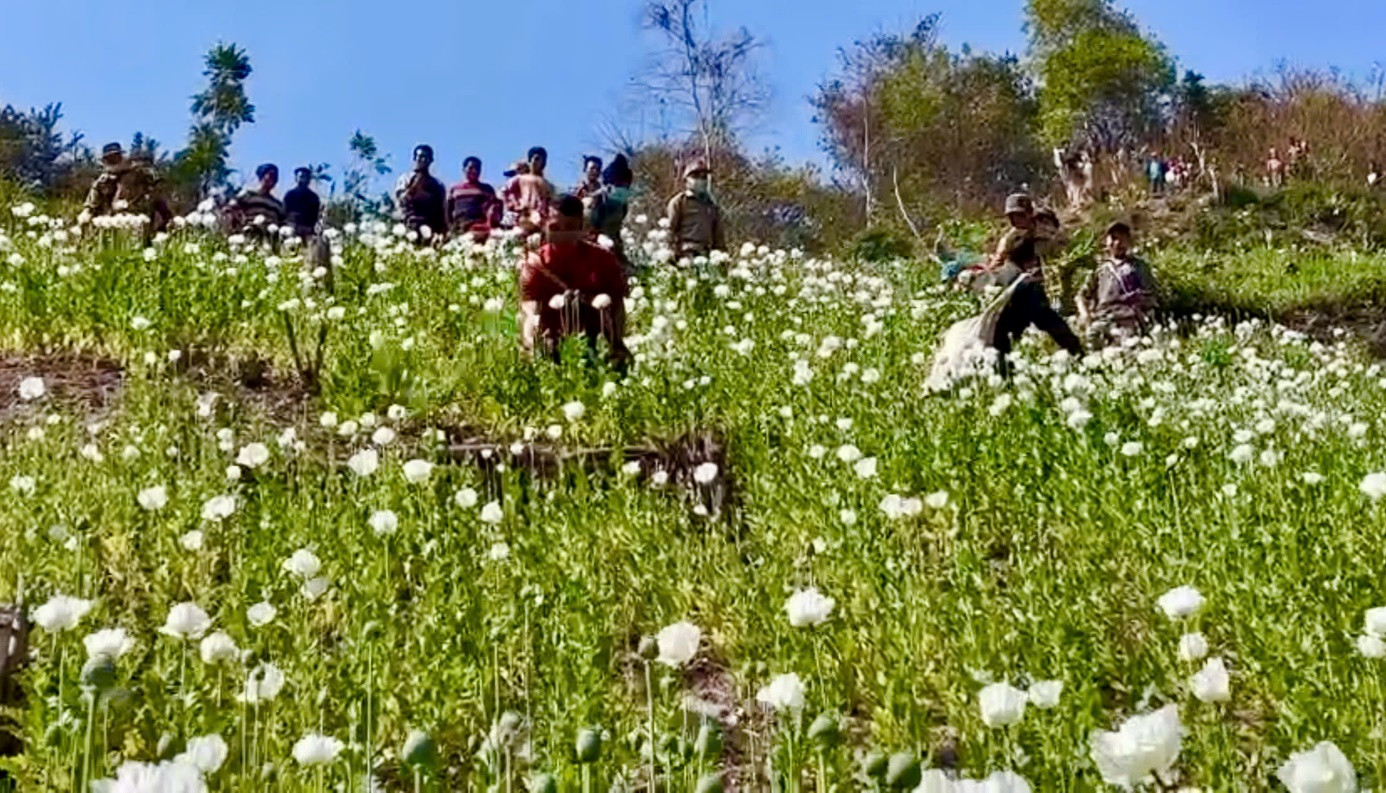 Các lực lượng phá nhổ diện tích trồng cây thuốc phiện trái phép. Ảnh Công an tỉnh Điện Biên