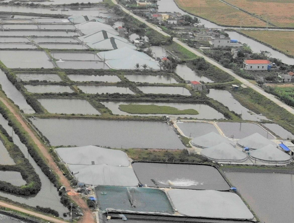 Những ngày qua, không khí lạnh tràn về, nhiệt độ xuống thấp, cả cánh đồng nuôi tôm ở xã Giao Thiện (huyện Giao Thủy) được phủ trắng nilon để giữ ấm cho tôm thẻ chân trắng.