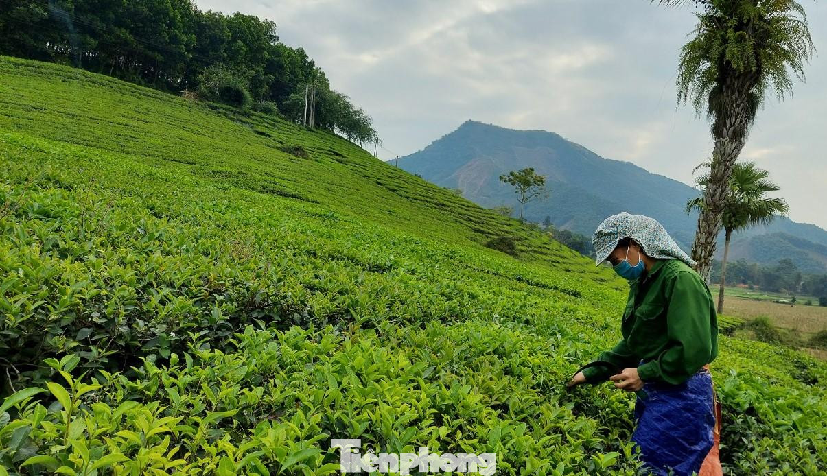 Ngoài việc cho thuê lưu trú, những người này còn liên kết với các hộ sản xuất chè cho khách trải nghiệm hái những búp chè tươi xanh, thưởng thức chè sạch, thuê trang phục dân tộc để chụp ảnh...