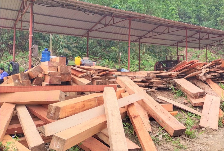 Gỗ được tập kết về xưởng xẻ dưới chân vạt rừng