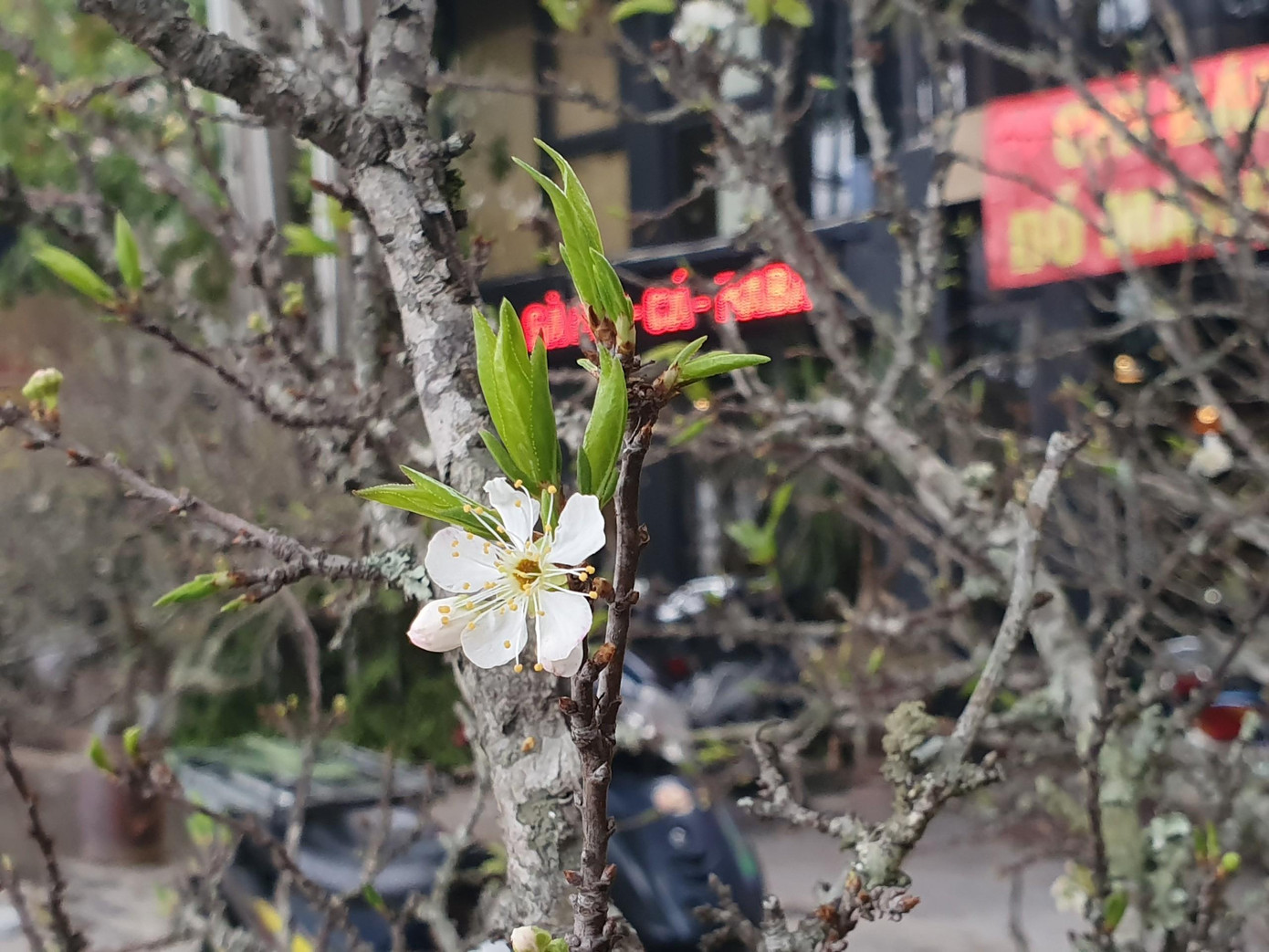 Những cành hoa mận trắng trông đẹp mắt. Những cành hoa mận trắng trông đẹp mắt.