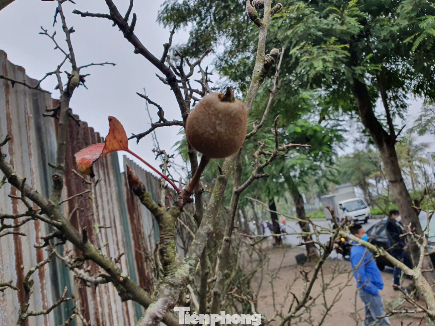 Sau khi hoa tàn, người chơi sẽ tiếp tục chơi quả lê khi kết trái.