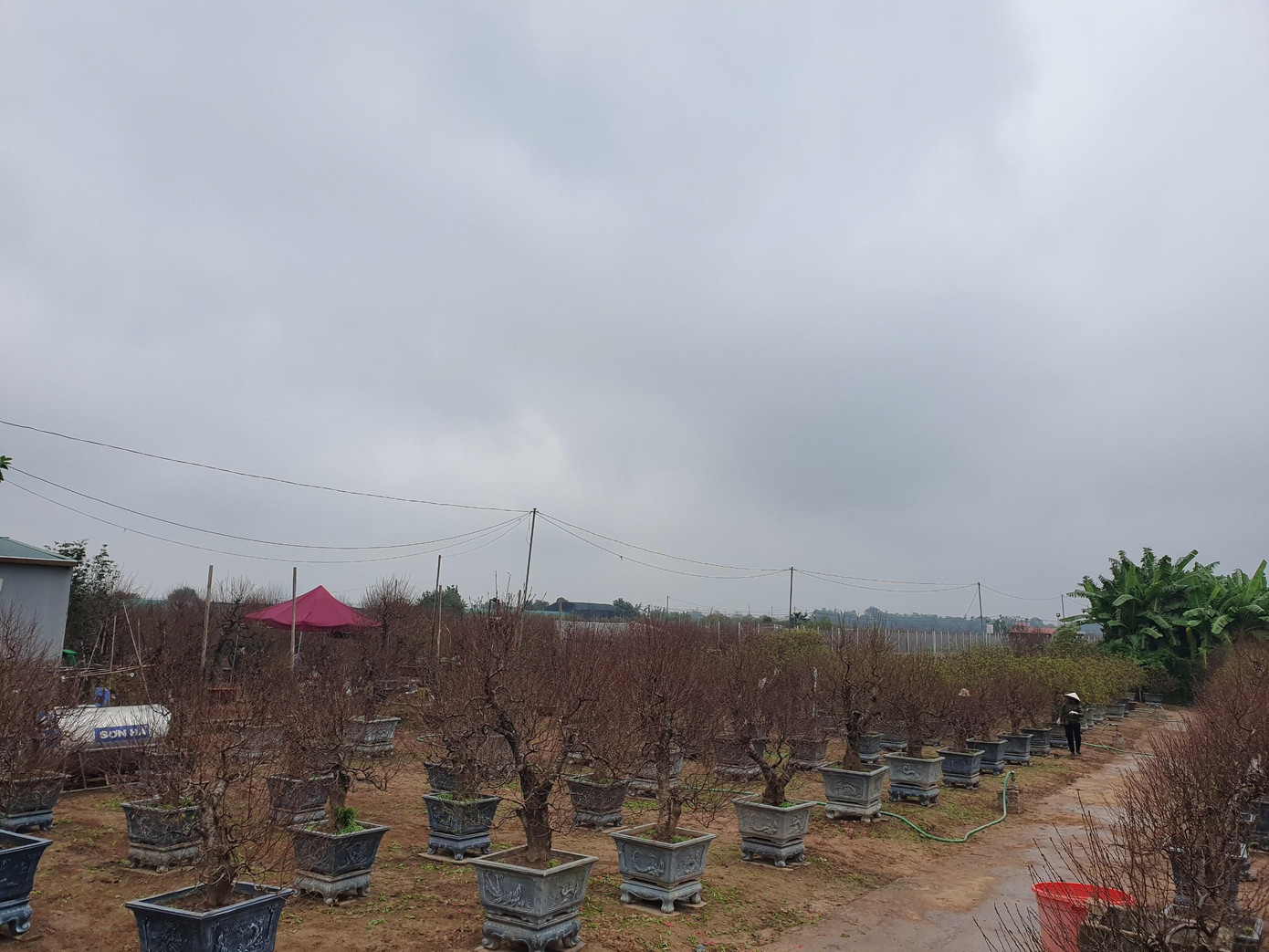 Các vườn đào ở Nhật Tân đã bắt đầu điểm những cánh hoa đào rực rỡ. Các vườn đào ở Nhật Tân đã bắt đầu điểm những cánh hoa đào rực rỡ.