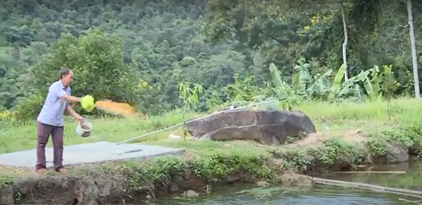 Ông Lành cũng kết hợp trồng gần 3 ha chuối, nuôi cá để tăng nguồn thu cho gia đình