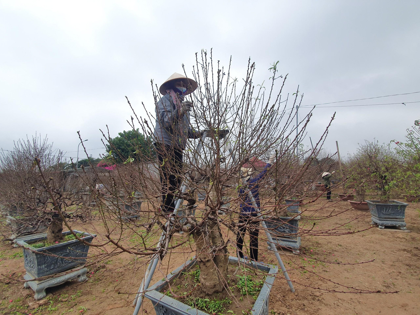 Người làm công đoạn này cẩn thận ngắt, bấm từng lá một để giữ được các mầm nụ Người làm công đoạn này cẩn thận ngắt, bấm từng lá một để giữ được các mầm nụ