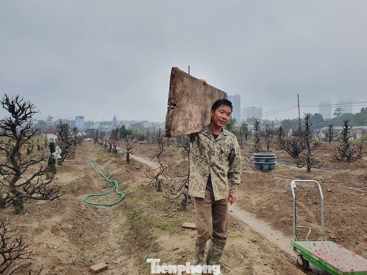 Từ chủ vườn, lao động thời vụ đều tập trung trên cánh đồng để chuẩn bị hồi sinh cho những gốc đào. Mỗi lao động ở đây được trả trung bình từ 300 - 600 nghìn đồng/ngày.