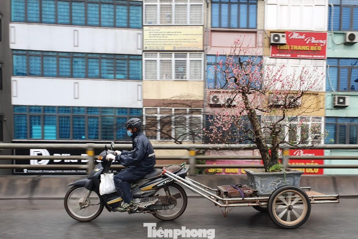 Những ngày này, nhiều chuyến xe của người Nhật Tân đã hối hả vận chuyển các gốc đào trở lại vườn.