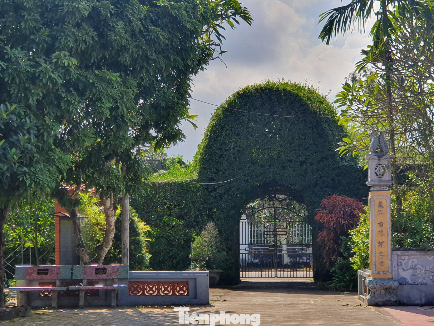 Những cây ruối cổ thụ được người dân chăm sóc, cắt tỉa thường xuyên