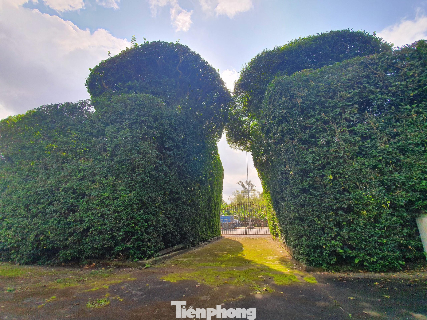 Đình Ruối có dậu bằng những cây ruối cổ thụ nối với nhau như bức tường che chắn cho ngôi đình