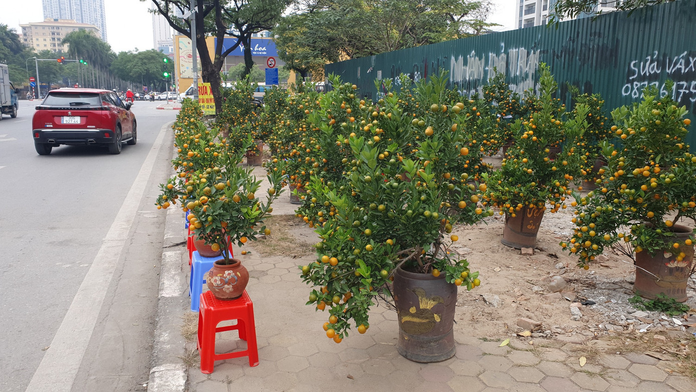 Vỉa hè dọc đường Lê Đức Thọ thuộc phường Mỹ Đình 2 cũng xuất hiện san sát điểm bán hoa cây cảnh. Vỉa hè dọc đường Lê Đức Thọ thuộc phường Mỹ Đình 2 cũng xuất hiện san sát điểm bán hoa cây cảnh.