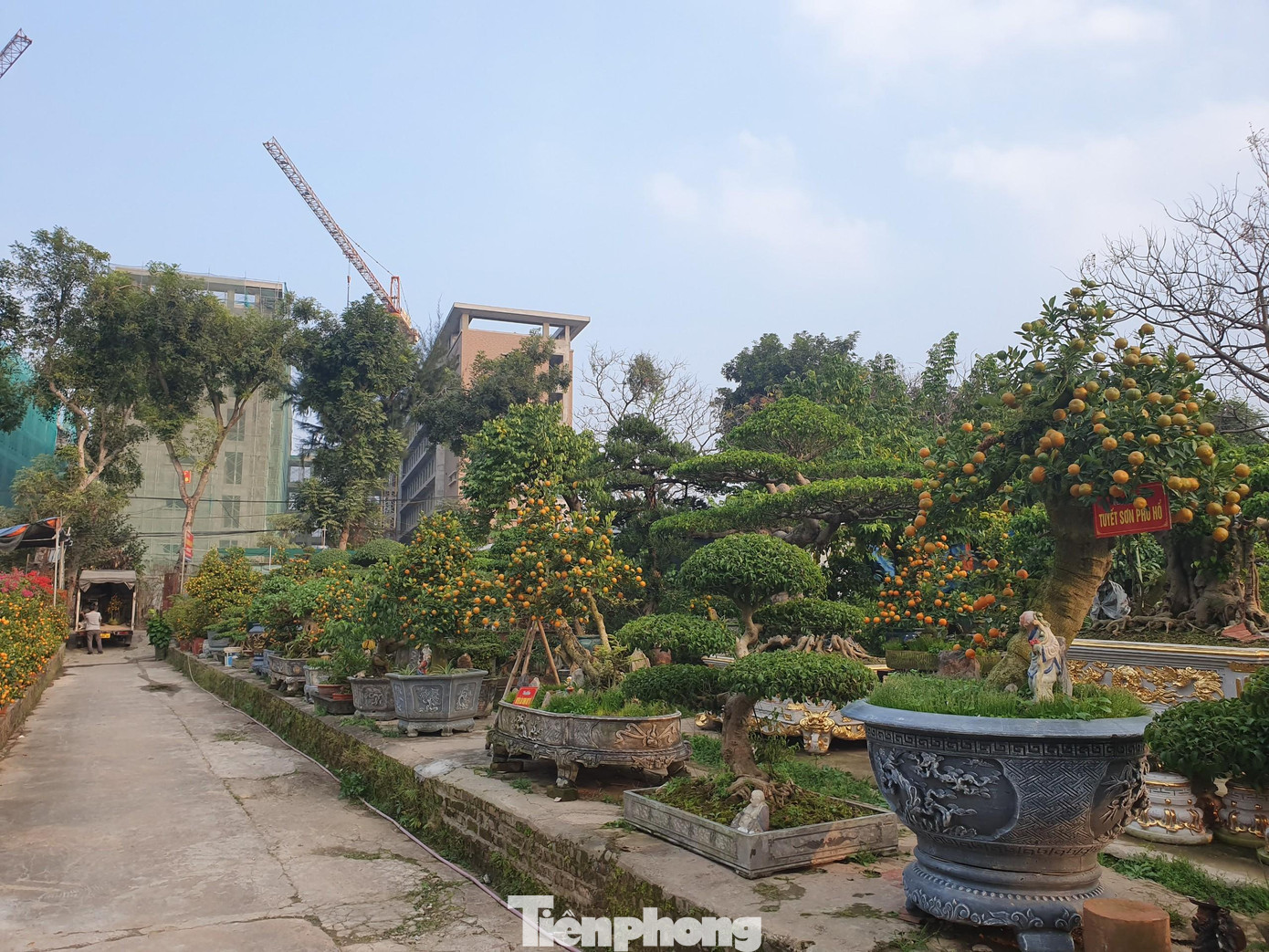 Từ khoảng 2015, sau nhiều năm nghiên cứu, những cây quất cần thăng đã được ông Xuân tạo ra bằng phương pháp ghép quất với gốc cần thăng cổ thụ.