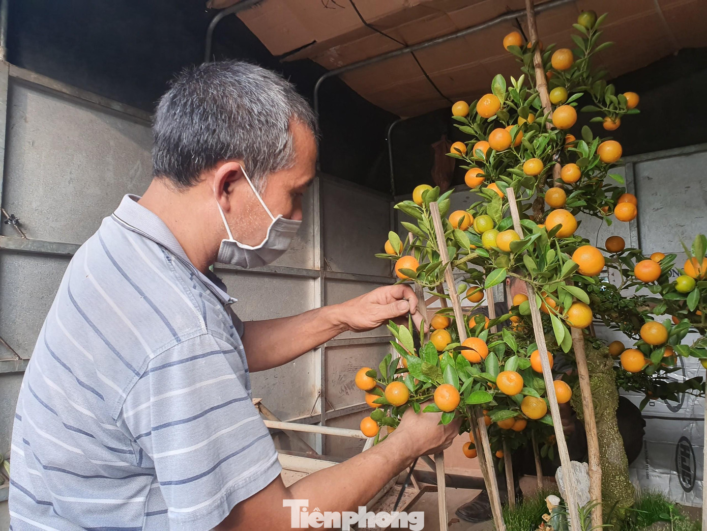 Quất đưa lên xe được bó buộc cẩn thận.