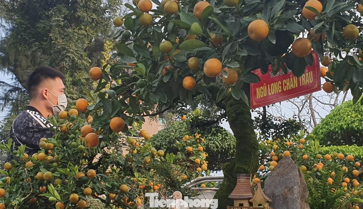 Quất cần thăng đặc biệt ở chỗ lấy gốc to, xù xì làm điểm nhấn. Gốc cần thăng cổ thụ, to lớn (cùng họ) ghép với quất cành là tươi tốt, quả mọng, chín vàng, hoa thơm biểu trưng cho cái Tết no ấm, sum vầy. Vì thế ghép hai loại cây với nhau là sự kết hợp hoàn hảo cho năm mới, dễ hút người chơi.