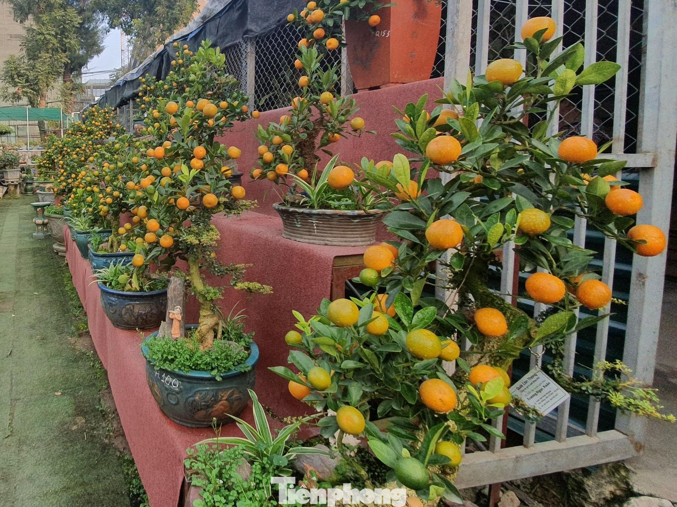 Năm nay gia đình ông Xuân làm 160 cây quất cần thăng. Trong vườn có 6 tác phẩm đặc biệt có giá khoảng 150 triệu đồng/cây.