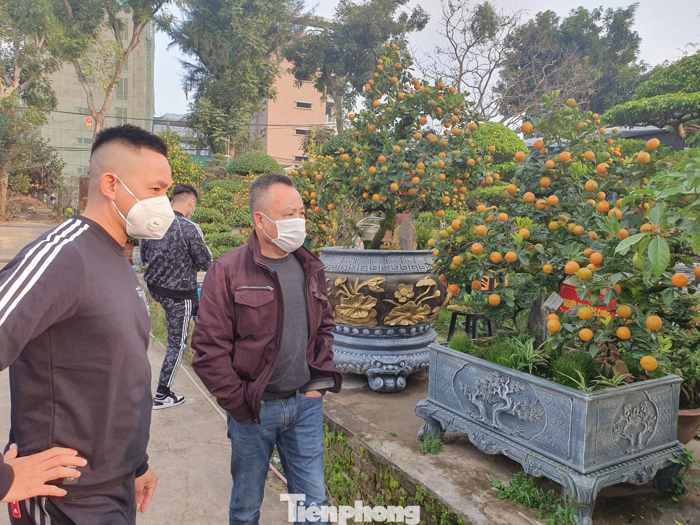 Nhà vườn của ông Xuân là một trong số ít nơi trên cả nước ghép thành công quất với cây cần thăng bonsai. Những ngày gần Tết, khu vườn của gia đình ông Xuân luôn tấp nập người xem, mua hàng.