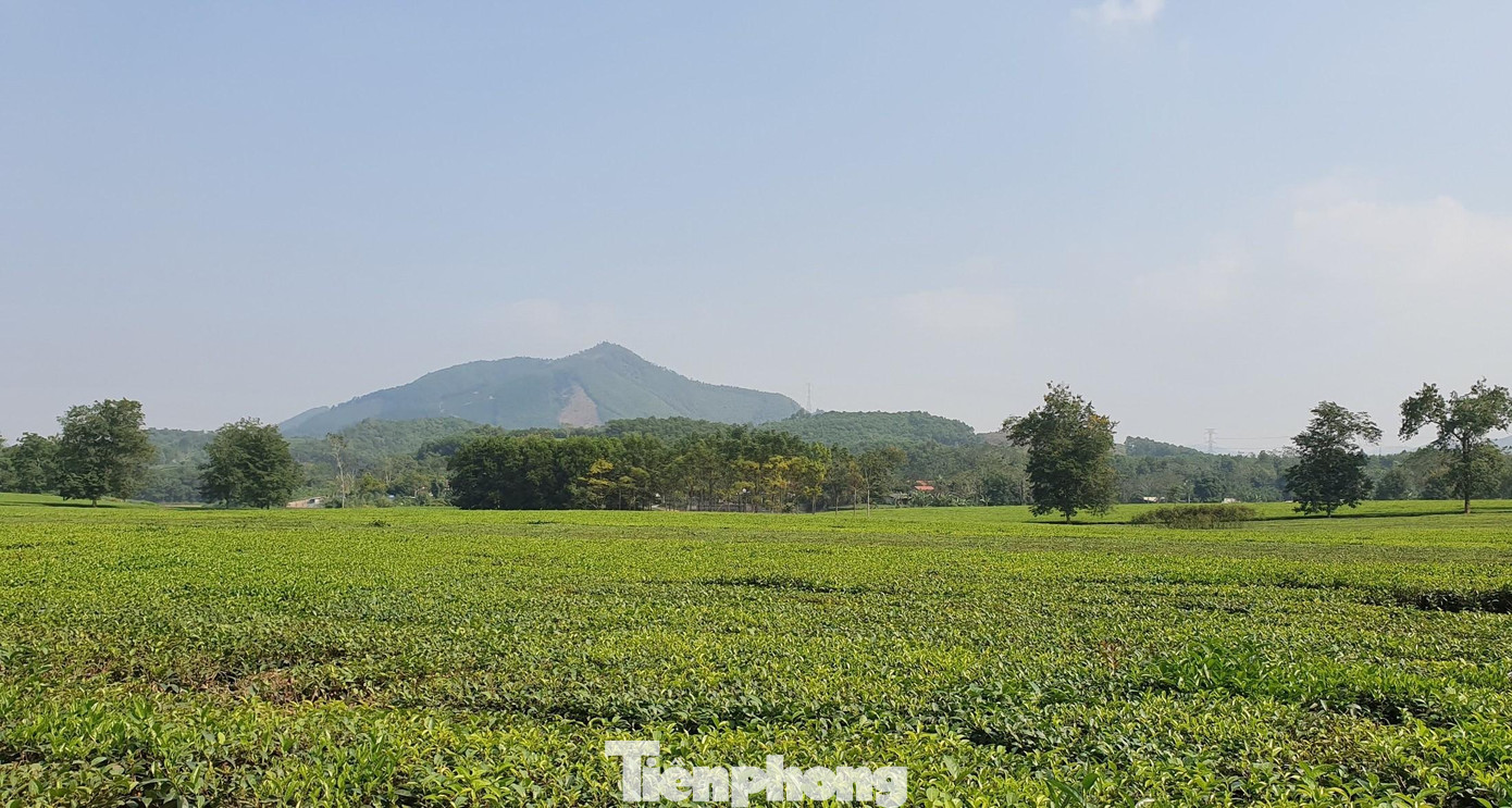 Với tổng diện tích xấp xỉ 3.000 ha, Tân Sơn là huyện có diện tích chè lớn thứ hai của tỉnh Phú Thọ (sau huyện Đoan Hùng). Cây chè tập trung nhiều nhất ở các xã Minh Đài, Tân Phú, Long Cốc, Tam Thanh, Văn Luông, Mỹ Thuận, Thu Cúc…