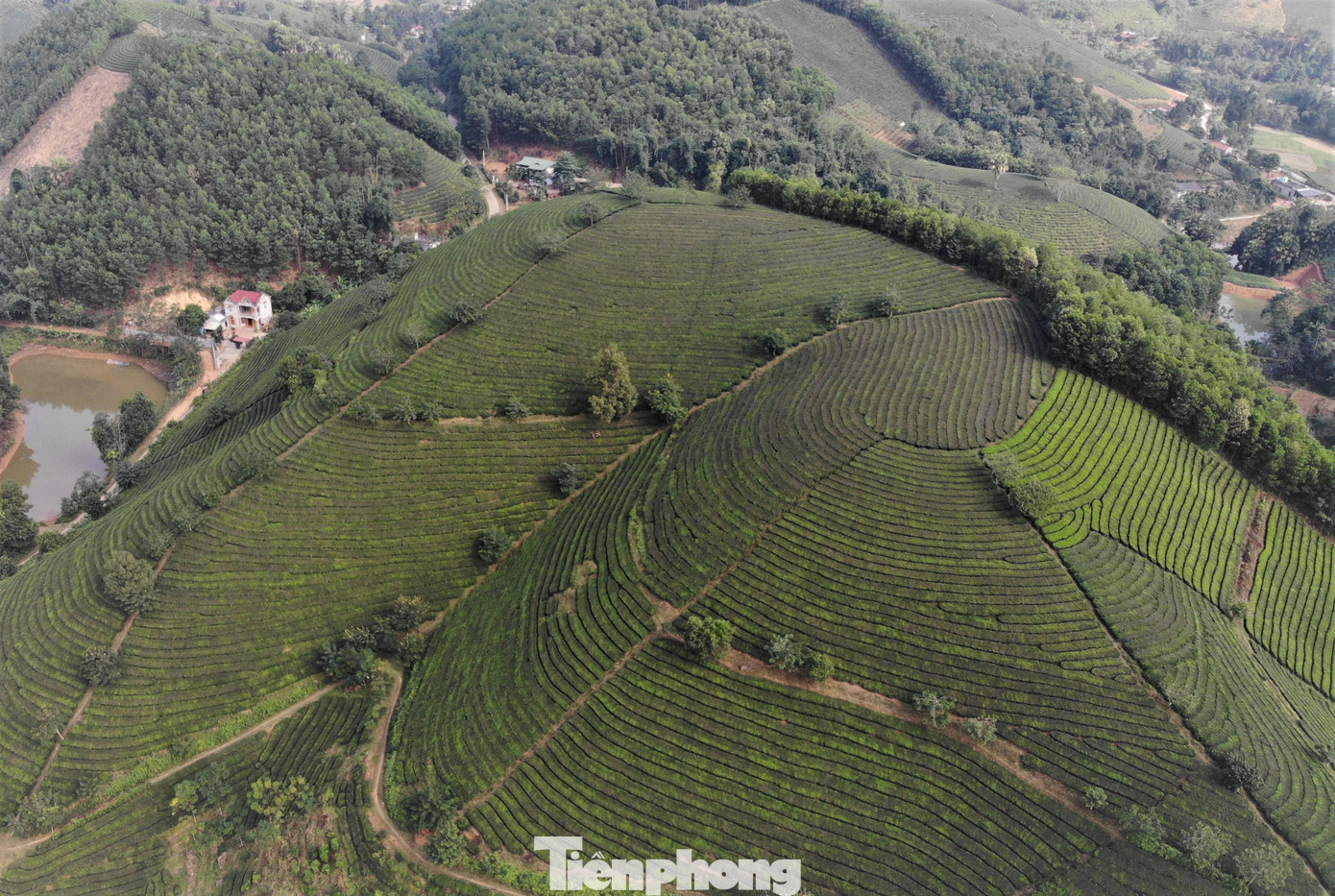 Với năng suất bình quân 10 tấn/ha, giá bán 3.500-4.000 đồng/kg, mỗi ha chè cho thu về trên dưới 40 triệu đồng. Tỉnh Phú Thọ cũng đang tập trung xây dựng thương hiệu “Chè Phú Thọ” để khai thác hiệu quả tiềm năng, lợi thế của ngành chè.