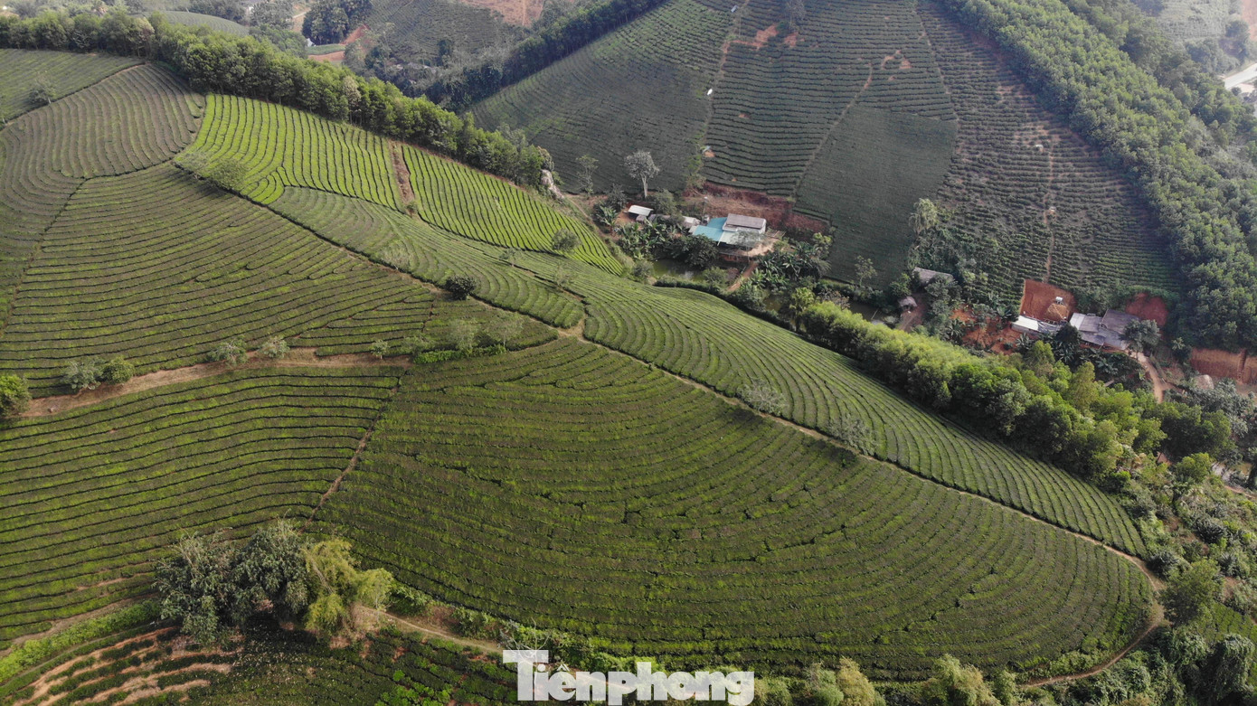 Cùng với cây lương thực thì cây chè có vị thế đặc biệt quan trọng, mang lại giá trị, hiệu quả rõ nhất với bà con nhân dân ở huyện Tân Sơn, tỉnh Phú Thọ. Nhiều đồi chè xanh mướt ở Tân Sơn nằm kế tiếp nhau tạo nên khung cảnh độc đáo, đẹp hùng vĩ.