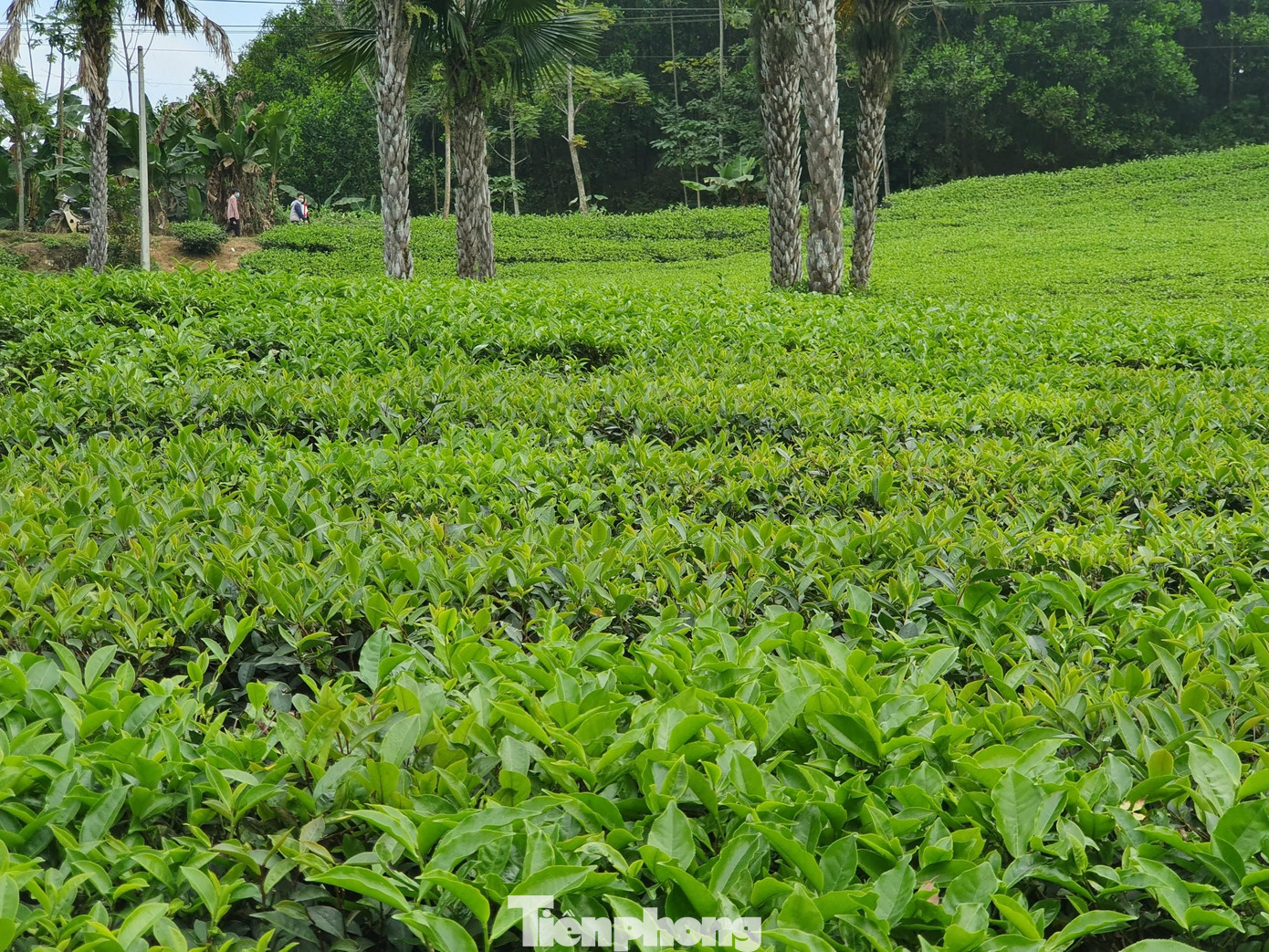 Mấy năm nay những đồi chè tự nhiên ở đây còn là điểm đến hấp dẫn của nhiều khách du lịch. Nắm bắt được nhu cầu đó, nhiều hộ dân ở Tân Sơn đã phát triển homestay (nhà lưu trú), thu hút khách du lịch.