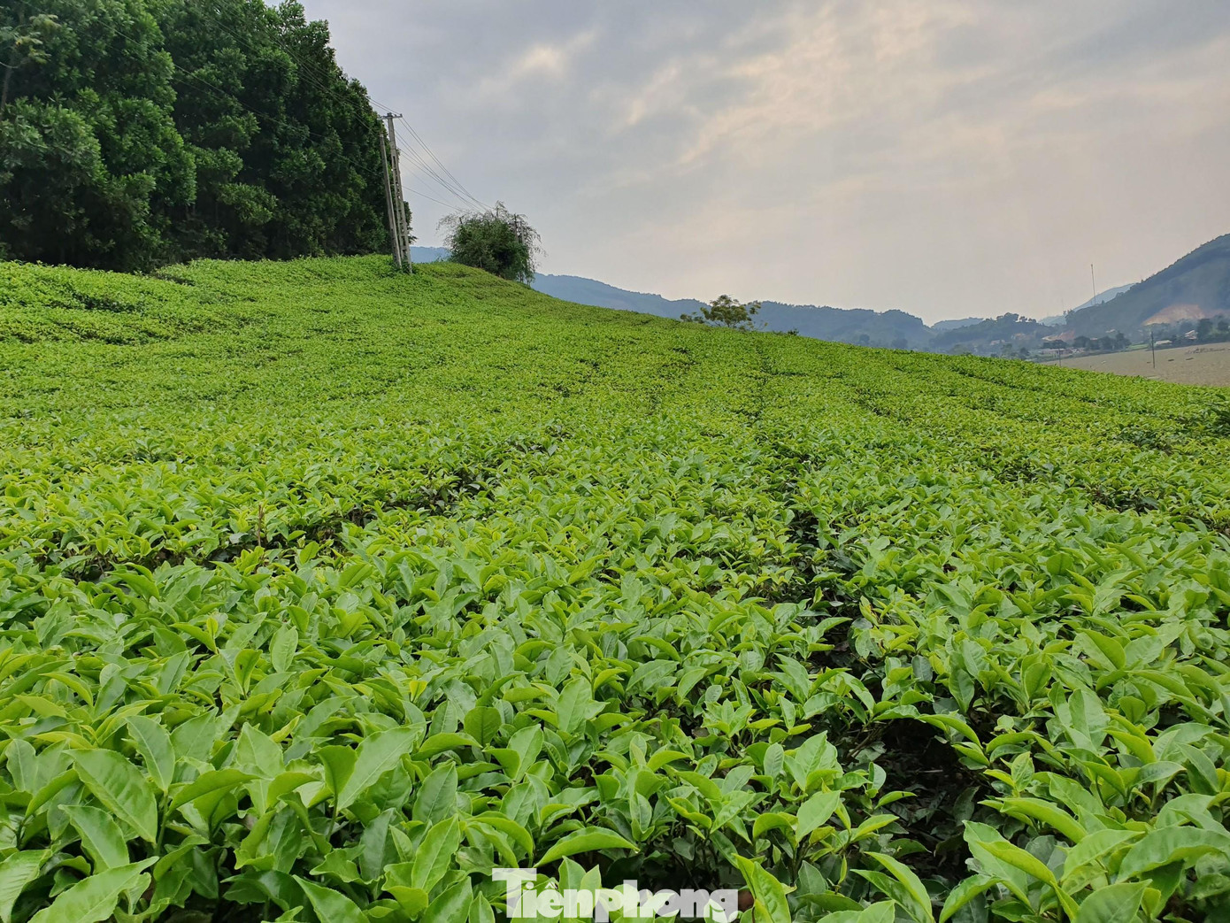 Những đồi chè bát ngát, xanh ngắt