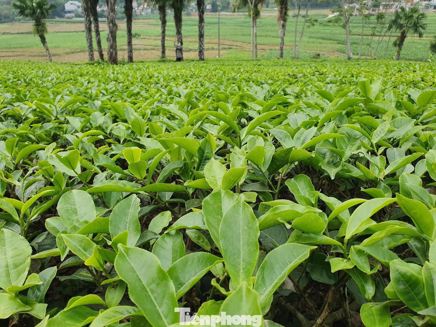 Phát triển cây chè gắn với du lịch nhằm nâng cao đời sống người dân các vùng trồng chè, đồng thời quảng bá sản phẩm chè Phú Thọ đến với du khách đang được các địa phương nỗ lực triển khai.