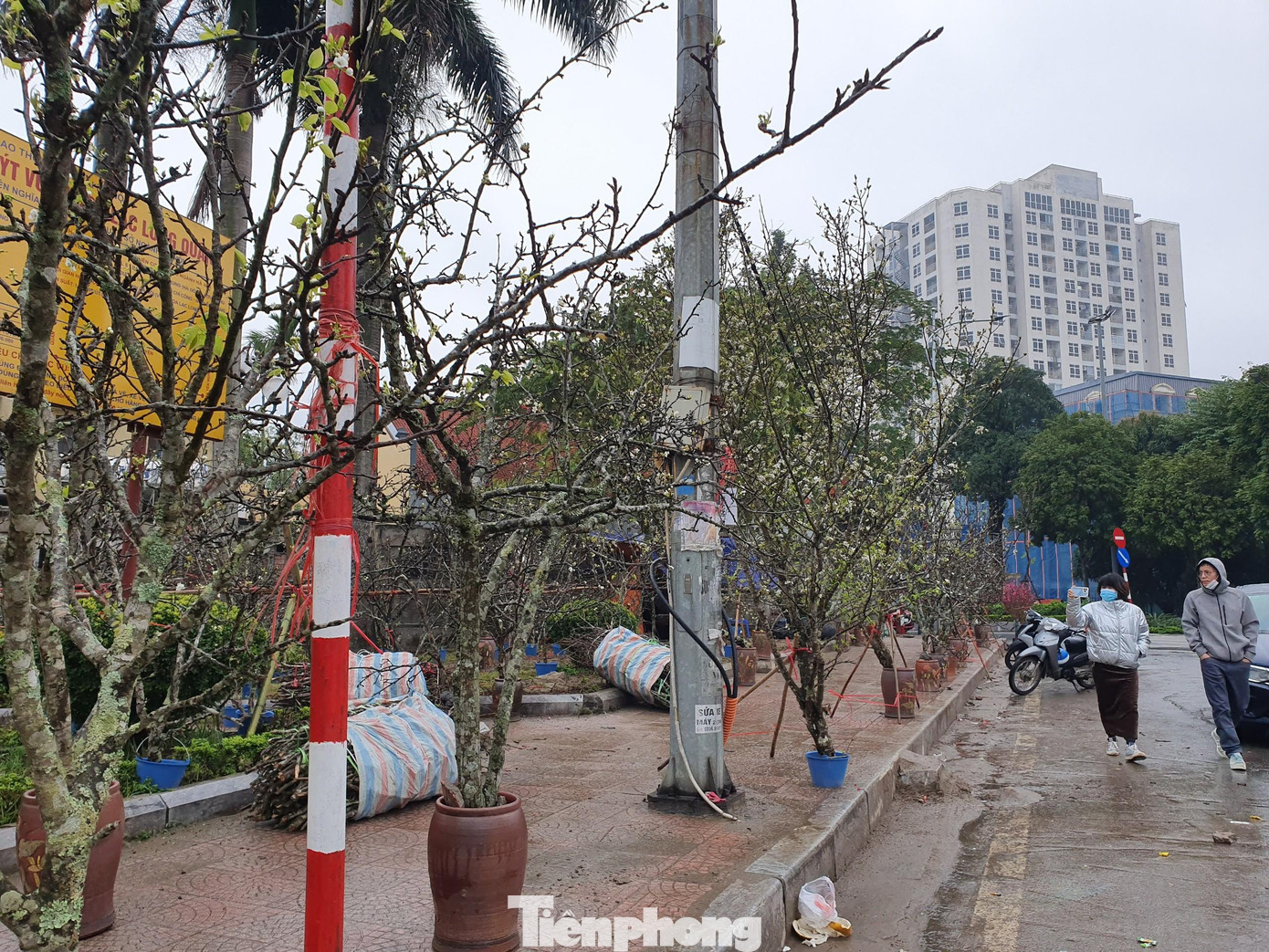 Ngoài hoa lê, hoa mận rừng cũng được nhiều người yêu thích...