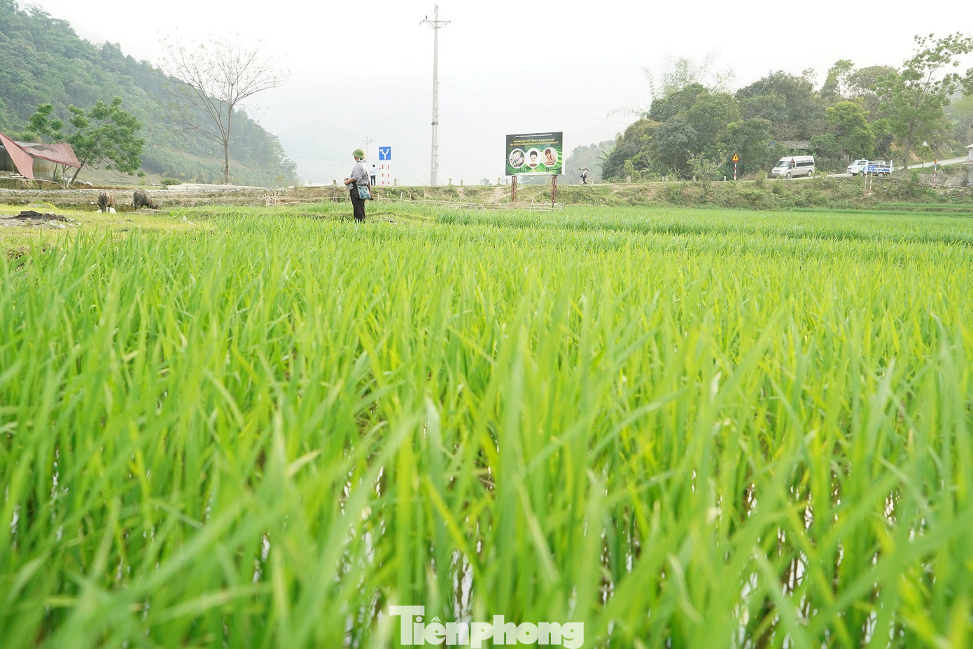 Những ruộng lúa xanh mướt đang dần thay thế những tảng đá trắng.