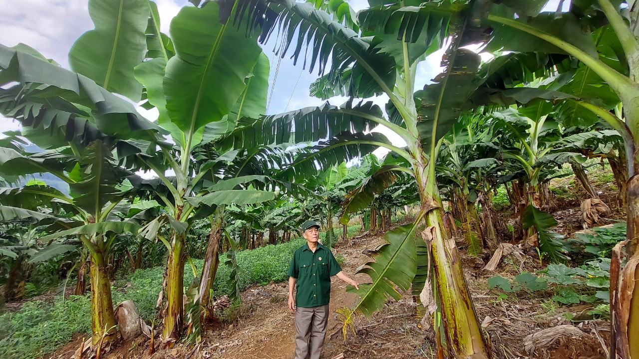 Trưởng thôn Ly Sảo Phìn, ở thôn Gia Khâu A thu nhập mỗi năm 400-450 triệu đồng từ việc trồng cây sa nhân, chuối