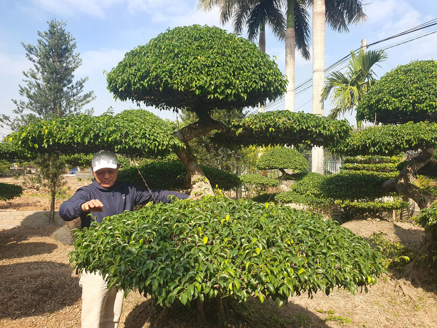 Chúng tôi tìm vào nhà nghệ nhân Đỗ Duy Quân (SN 1961) - Phó Chủ tịch Hội Sinh vật cảnh xã Điền Xá, người có hơn 30 năm làm cây cảnh. Năm 2024 là năm Thìn, người chơi cây, sành cây đã chuyển sang chơi cây dáng long, hình rồng. Trong 12 con giáp, rồng thể hiện sức mạnh, quyền uy nhất nhưng lại rất uyển chuyển.
