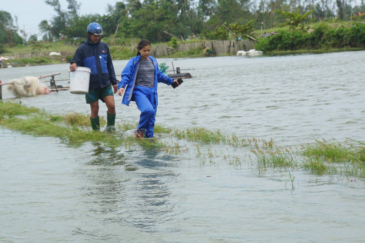 Dù tâm bão Noru đã qua, những cơn gió vẫn rít từng hồi. Hai bố con ông Nguyễn Viết Mai (SN1958) ở thôn Long Thành, xã Tam Tiến (huyện Núi Thành, Quảng Nam) đội mưa ra kiểm tra đầm tôm, cá.