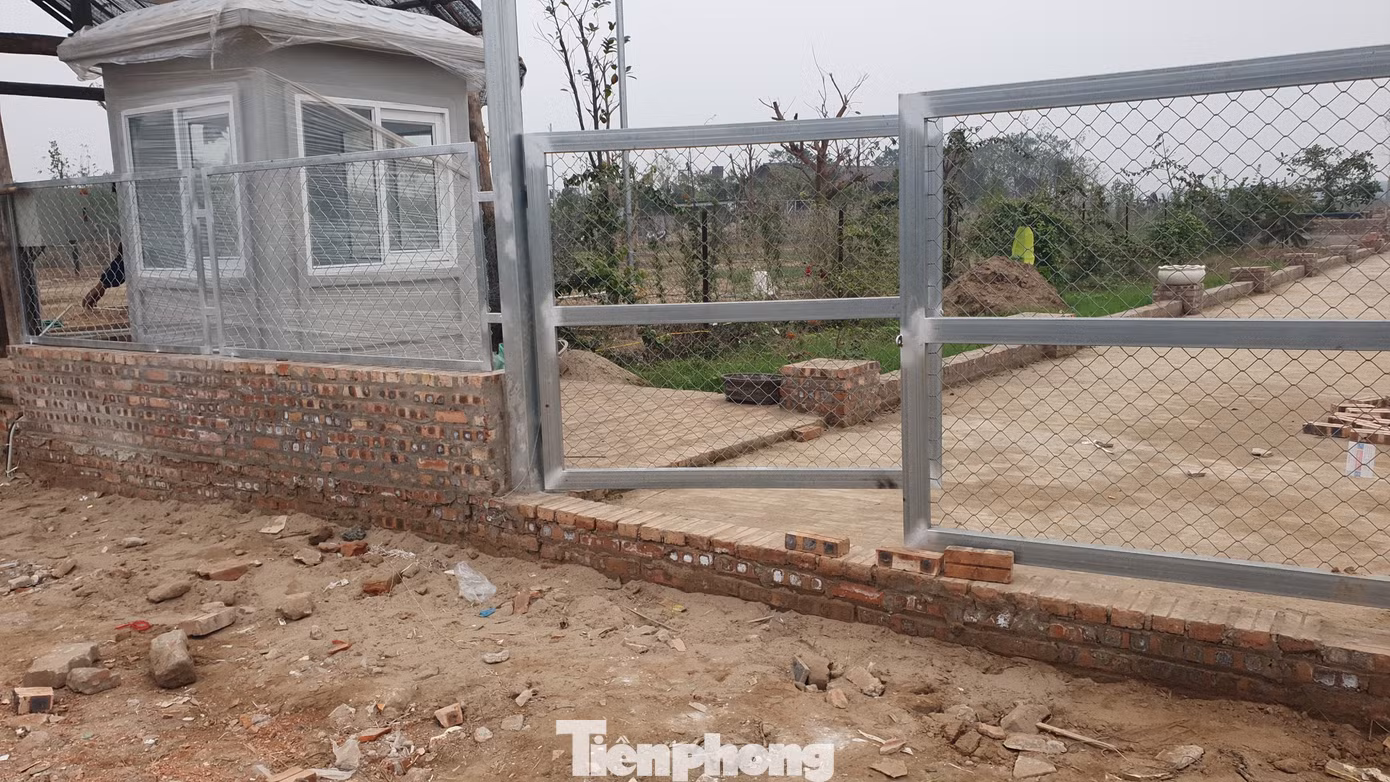 Theo một chuyến xe, chúng tôi có mặt tại một khu trang trại rộng chừng 3-5ha (trên bản đồ của Google được “ghim” là Trang trại ông Dẻo). Chiếc xe đầy ắp gạch đỏ phăng phăng theo đường đá rồi đổ xuống khu vực cạnh mép sông Hồng.