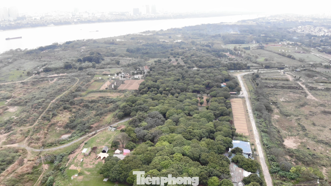 Gần đó, tại Vườn nhãn Long Biên trên đất bãi bồi sông Hồng (đoạn chân cầu Vĩnh Tuy, phường Long Biên, quận Long Biên) rộng 9ha cũng đủ các dịch vụ phi nông nghiệp. Khu vực này được quây rào chắn bằng lưới sắt, có đoạn đường vào bị đào xới, xe không thể di chuyển qua. Bên trong được bày trí lều trại, xích đu, cầu trượt và một khu nhà được dựng bằng gỗ để phục vụ… Gần đó, tại Vườn nhãn Long Biên trên đất bãi bồi sông Hồng (đoạn chân cầu Vĩnh Tuy, phường Long Biên, quận Long Biên) rộng 9ha cũng đủ các dịch vụ phi nông nghiệp. Khu vực này được quây rào chắn bằng lưới sắt, có đoạn đường vào bị đào xới, xe không thể di chuyển qua. Bên trong được bày trí lều trại, xích đu, cầu trượt và một khu nhà được dựng bằng gỗ để phục vụ…