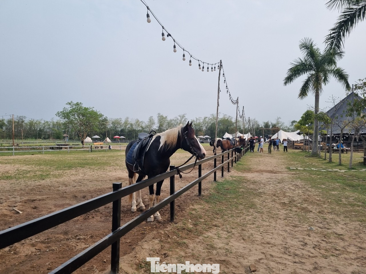 Trong đó có khu cưỡi ngựa - “VietGangz- Horse club”. Trong đó có khu cưỡi ngựa - “VietGangz- Horse club”.