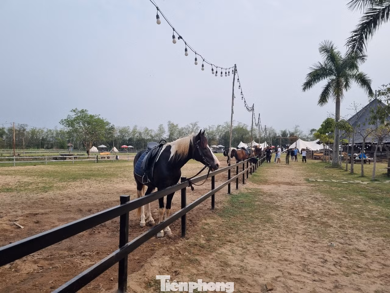 Trong đó có khu cưỡi ngựa - “VietGangz- Horse club”.