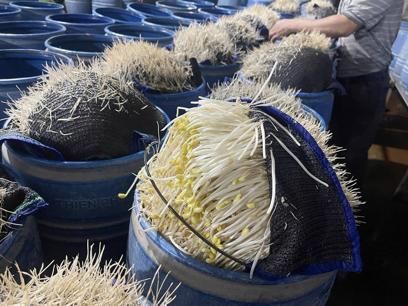 Các đối tượng khai nhận đã dùng chất 6-Benzylaminopurine (6- BAP) pha với nước vôi trong để ngâm ủ giá đỗ nhằm mục đích làm cho cây giá đỗ đẹp. Ảnh: Tống Huệ